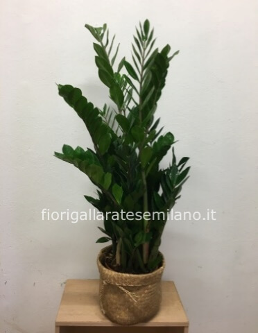 Pianta. Zamia.