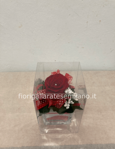 ROSA  STABILIZZATA